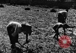 Image pré-agriculture mécanistes Chine, 1938, de la seconde 43 séquences d'archives historiques vidéo 65675050386
