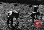 Image pré-agriculture mécanistes Chine, 1938, de la seconde 44 séquences d'archives historiques vidéo 65675050386
