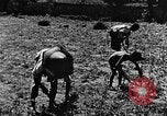 Image pré-agriculture mécanistes Chine, 1938, de la seconde 46 séquences d'archives historiques vidéo 65675050386