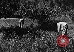 Image pré-agriculture mécanistes Chine, 1938, de la seconde 47 séquences d'archives historiques vidéo 65675050386