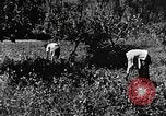 Image pré-agriculture mécanistes Chine, 1938, de la seconde 49 séquences d'archives historiques vidéo 65675050386