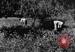 Image pré-agriculture mécanistes Chine, 1938, de la seconde 51 séquences d'archives historiques vidéo 65675050386
