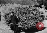 Image of Market day China, 1938, second 14 stock footage video 65675050391