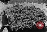 Image of Market day China, 1938, second 15 stock footage video 65675050391