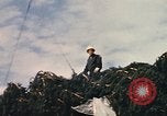 Image of National Christmas tree Washington DC USA, 1970, second 23 stock footage video 65675050416
