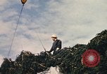 Image of National Christmas tree Washington DC USA, 1970, second 24 stock footage video 65675050416