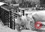 Image of Japanese invasion Guam, 1941, second 40 stock footage video 65675050429