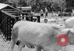 Image of Japanese invasion Guam, 1941, second 42 stock footage video 65675050429