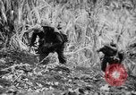 Image of flamethrowers Mariana Islands, 1944, second 6 stock footage video 65675050444