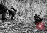 Image of flamethrowers Mariana Islands, 1944, second 8 stock footage video 65675050444