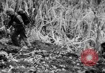 Image of flamethrowers Mariana Islands, 1944, second 13 stock footage video 65675050444