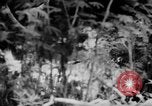 Image of flamethrowers Mariana Islands, 1944, second 43 stock footage video 65675050444