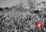 Image of Garapan captured Garapan Saipan Mariana Islands, 1944, second 45 stock footage video 65675050448