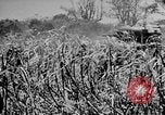 Image of Garapan captured Garapan Saipan Mariana Islands, 1944, second 46 stock footage video 65675050448
