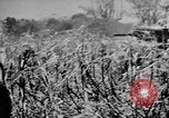 Image of Garapan captured Garapan Saipan Mariana Islands, 1944, second 47 stock footage video 65675050448