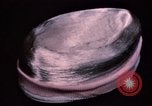 Standbild Garne Central Falls North Carolina USA, 1950, aus Sekunde 22 historischem Filmmaterial Videoclip 65675050470
