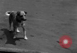 Standbild Feuerwehr's Dog Chicago Illinois USA, 1931, aus Sekunde 4 historischem Filmmaterial Videoclip 65675050491