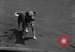 Standbild Feuerwehr's Dog Chicago Illinois USA, 1931, aus Sekunde 5 historischem Filmmaterial Videoclip 65675050491