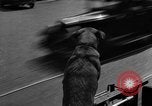 Standbild Feuerwehr's Dog Chicago Illinois USA, 1931, aus Sekunde 19 historischem Filmmaterial Videoclip 65675050491