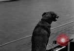 Standbild Feuerwehr's Dog Chicago Illinois USA, 1931, aus Sekunde 20 historischem Filmmaterial Videoclip 65675050491