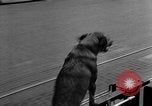 Standbild Feuerwehr's Dog Chicago Illinois USA, 1931, aus Sekunde 21 historischem Filmmaterial Videoclip 65675050491