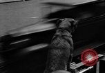 Standbild Feuerwehr's Dog Chicago Illinois USA, 1931, aus Sekunde 22 historischem Filmmaterial Videoclip 65675050491