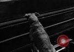 Standbild Feuerwehr's Dog Chicago Illinois USA, 1931, aus Sekunde 27 historischem Filmmaterial Videoclip 65675050491