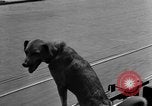 Standbild Feuerwehr's Dog Chicago Illinois USA, 1931, aus Sekunde 28 historischem Filmmaterial Videoclip 65675050491