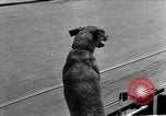 Standbild Feuerwehr's Dog Chicago Illinois USA, 1931, aus Sekunde 29 historischem Filmmaterial Videoclip 65675050491