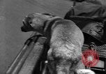 Standbild Feuerwehr's Dog Chicago Illinois USA, 1931, aus Sekunde 51 historischem Filmmaterial Videoclip 65675050491