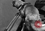 Standbild Feuerwehr's Dog Chicago Illinois USA, 1931, aus Sekunde 52 historischem Filmmaterial Videoclip 65675050491