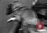 Standbild Feuerwehr's Dog Chicago Illinois USA, 1931, aus Sekunde 53 historischem Filmmaterial Videoclip 65675050491