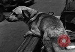 Standbild Feuerwehr's Dog Chicago Illinois USA, 1931, aus Sekunde 54 historischem Filmmaterial Videoclip 65675050491