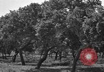 Standbild Korkeichen Granada Spanien, 1926, aus Sekunde 9 historischem Filmmaterial Videoclip 65675050509