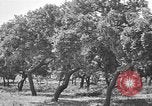 Standbild Korkeichen Granada Spanien, 1926, aus Sekunde 10 historischem Filmmaterial Videoclip 65675050509