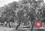 Standbild Korkeichen Granada Spanien, 1926, aus Sekunde 11 historischem Filmmaterial Videoclip 65675050509