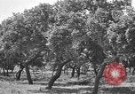 Standbild Korkeichen Granada Spanien, 1926, aus Sekunde 12 historischem Filmmaterial Videoclip 65675050509