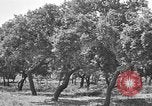 Standbild Korkeichen Granada Spanien, 1926, aus Sekunde 13 historischem Filmmaterial Videoclip 65675050509