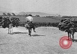 Standbild Korkeichen Granada Spanien, 1926, aus Sekunde 35 historischem Filmmaterial Videoclip 65675050509