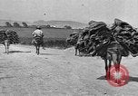 Standbild Korkeichen Granada Spanien, 1926, aus Sekunde 38 historischem Filmmaterial Videoclip 65675050509
