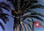 Image of Algeria after independence Algeria, 1963, second 13 stock footage video 65675050584