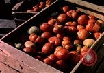 Image of Algeria after independence Algeria, 1963, second 45 stock footage video 65675050584