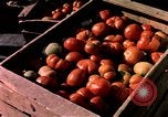 Image of Algeria after independence Algeria, 1963, second 46 stock footage video 65675050584