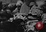 Image of Shia Muslims commemorate death of Ali, Mohammed's son-in-law India, 1936, second 42 stock footage video 65675050629