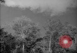 Image of forest Caracas Venezuela, 1940, second 6 stock footage video 65675050630