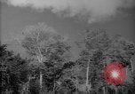 Image of forest Caracas Venezuela, 1940, second 7 stock footage video 65675050630
