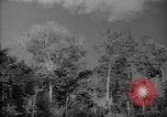 Image of forest Caracas Venezuela, 1940, second 8 stock footage video 65675050630