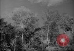 Image of forest Caracas Venezuela, 1940, second 9 stock footage video 65675050630