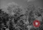 Image of forest Caracas Venezuela, 1940, second 10 stock footage video 65675050630