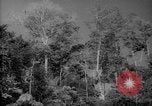 Image of forest Caracas Venezuela, 1940, second 11 stock footage video 65675050630